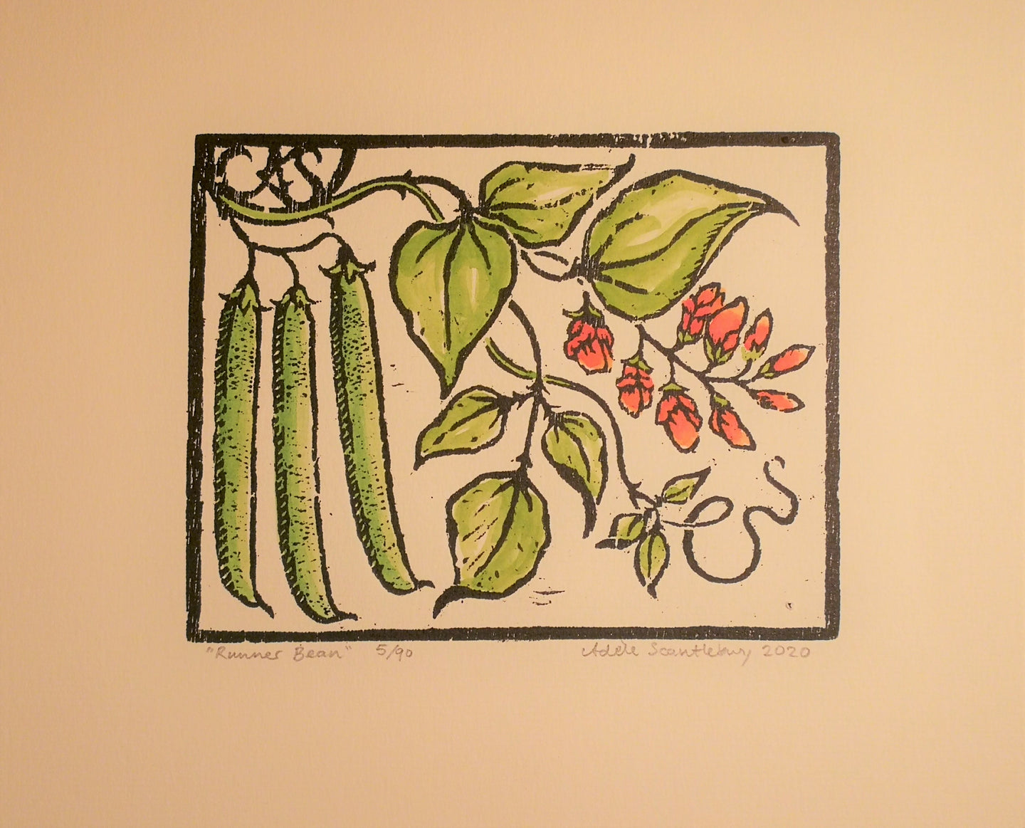 Runner Bean